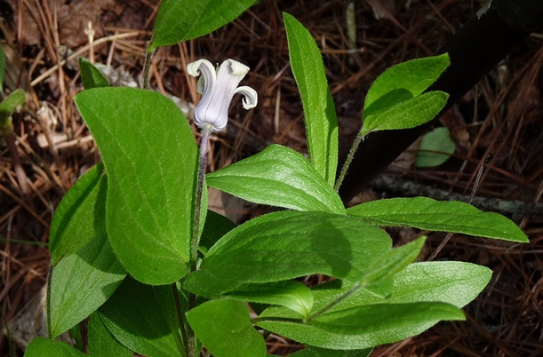 {Clematis fremontii}